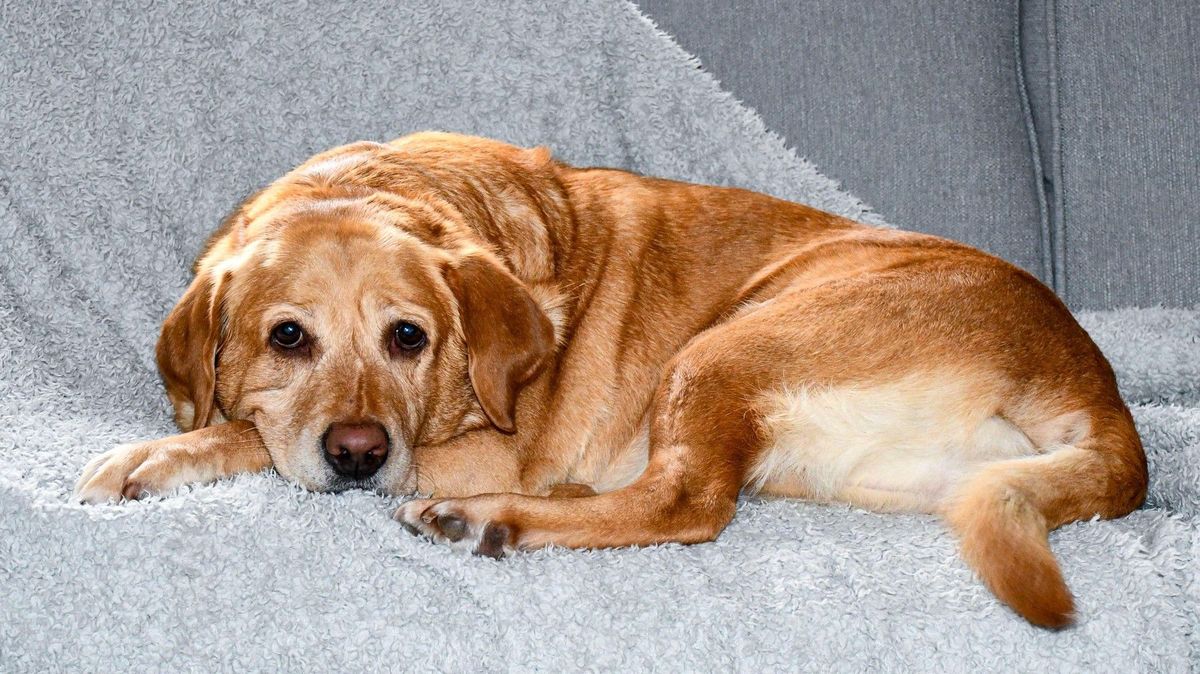 Ztracený pes se v Kalifornii vrátil k páníčkovi díky nepraným ponožkám